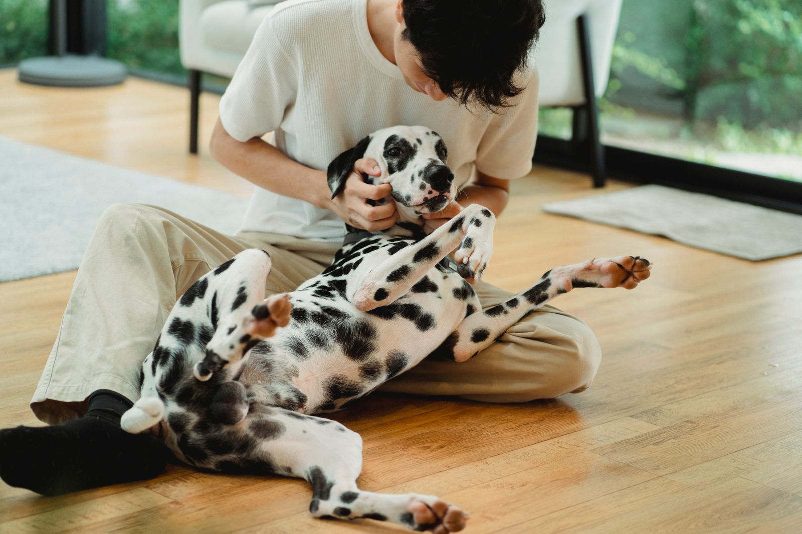 A Dalmatian rolling on its back on a wooden floor while its owner, seen from above and unidentifiable, rubs its cheek